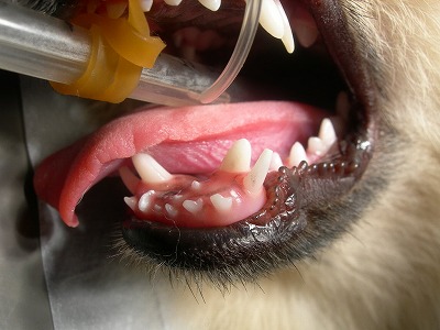 インクラインプレインによる犬歯の歯科矯正 ナス動物病院 犬 ネコ うさぎ ペットの歯の治療を得意としています